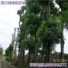 绿化苗木场子大量批发供应精品香樟树苗