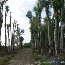供应直径30-50公分移栽骨架香樟树，圃地各种规格，香樟树