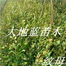 纹母树苗-如皋大地蓝绿化苗木供应
