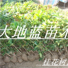 桂花树苗--桂花苗--独杆桂花--丛生桂花-各种规格---江苏如皋苗木