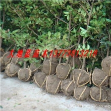 纹母树苗，蚊母，文母，纹母价格