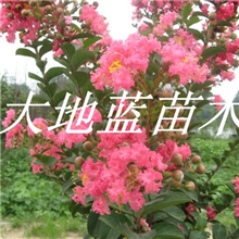 紫薇树3-4-5-6-7-8公分如皋大地蓝苗木13773813218-紫薇价格