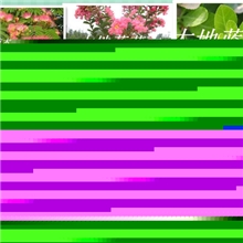 绿化树苗，绿化树苗批发。如皋大地蓝绿化苗木。