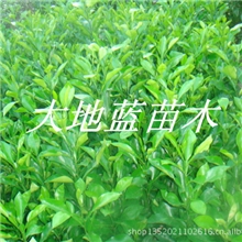 香橼树2013年价格天猫大地蓝苗木13773813218南通
