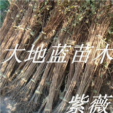 紫薇树苗高1-1.5米--大量紫薇树苗-紫薇价格