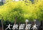 国槐-黄金槐-垂槐-如皋大地蓝苗木13773813218--价格