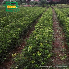 供应（苗圃苗）50-70公分以上纯种福建浦城大叶朱砂丹桂苗.