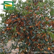 原产地批发福建丹桂一二三年扦插红花丹桂苗，移栽苗.丹桂大树