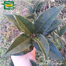 纯种美国红枫.纯种红花丹桂.福建浦城.大叶朱砂.正宗.树苗.种子