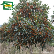 出售各种规则顶级纯种香樟树.供应各规则精品直径纯种丹桂苗.金桂