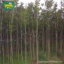 供应不同型号规格美化园林金桂小苗.正宗纯种福建朱砂丹桂批发