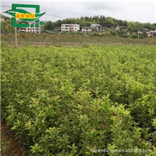 供应各种规则外形靓丽纯种八月桂.福建浦城红花丹桂树苗.金桂银杏