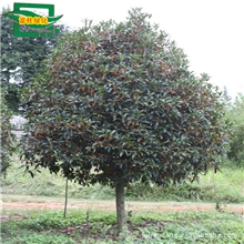 供应美国红枫树苗。纯种丹桂。正宗桂花.红花紫薇.扦插丹桂苗金桂