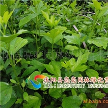 供应桑树、桑树小苗、1-10公分桑树