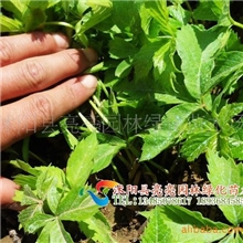 供应常春藤、油麻藤、爬山虎等