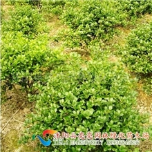 供应50-120cm无刺枸骨球、有刺枸骨球