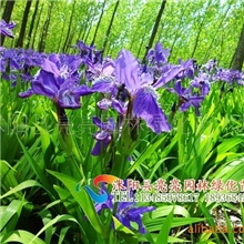 供应黄花鸢尾、德国鸢尾、兰花鸢尾