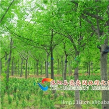 供应各种规格银杏苗、银杏实生苗、银杏嫁接苗、银杏小苗货源足