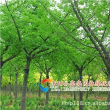 银杏树价格、银杏树图片、银杏树供应
