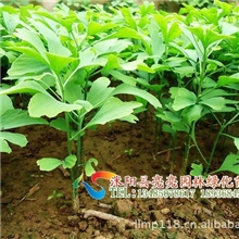 供应银杏小苗、银杏图片、货源充足、价格低廉