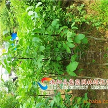 供应银杏小苗、白果树小苗