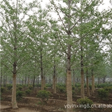 10-12公分银杏树，嫁接银杏树，10公分实生银杏树