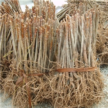 银杏苗，银杏一年苗，银杏小苗，银杏当年苗