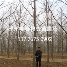 银杏树价格,20分银杏树价格，22公分银杏树价格