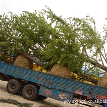 邳州18公分银杏树价格，实生银杏树18公分价格，17公分银杏树价格