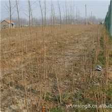 2年生银杏苗价格，一年生银杏小苗价格，一年生银杏苗