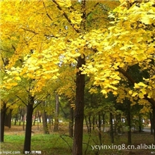 15公分银杏树15公分实生银杏15公分嫁接银杏树