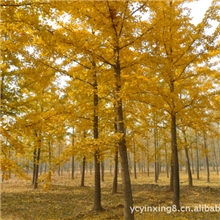 优质银杏树21公分-咏春银杏树供应商大量22公分银杏树