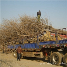 21公分银杏树，移栽银杏树，22cm实生银杏旁道树