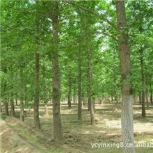 18公分银杏树胸径18公分银杏树
