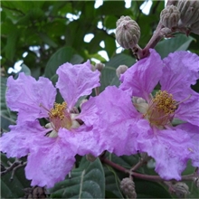 供应苗木紫薇百日红