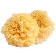 【产地直批】特级古田银耳/白木耳/雪耳/大多雪耳（支持混批）