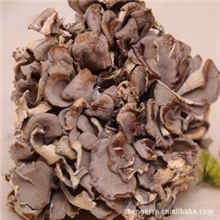 【产地直批】灰树花特产食用菌干货常年大量批发支持混批