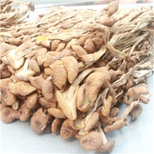 【产地直批】茶树菇特级茶树菇食用菌未开伞干货（支持混批）