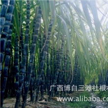 广西博白三滩产地供应多种黑皮甘蔗批发水果甘蔗代收