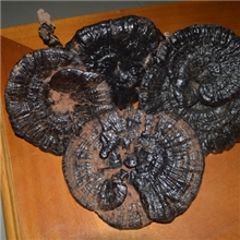 灵芝订购*野生灵芝*正宗深山采摘灵芝*黑灵芝