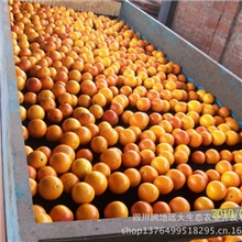 脐橙子远大果业农民专业合作社塔罗科血橙新品订购