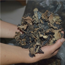 木耳批发*客家黑木耳*毛木耳*野生黑木耳