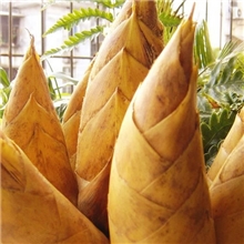 预定12月冬笋*赣南冬笋*美味原生态美食冬笋*天然美食材料