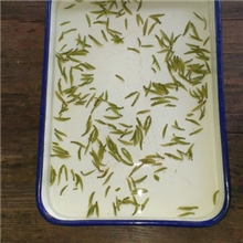 【厂家供应】象山天池翠清香型绿茶茶叶茶叶绿茶厂家