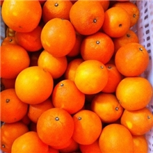 正宗赣南信丰脐橙团购批发新鲜水果橙子