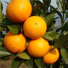 埃及蜜糖橙纯天然无污染冰糖橙换代产品果园直批橙子水果批发