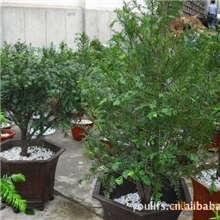 提供广西红豆杉苗批发红豆杉树苗园林植物红豆杉乔木红豆杉