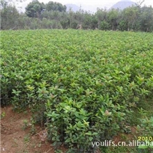 广西桂林友利园艺专业合作社供应批发生产桂花树