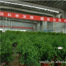 提供广西桂林红豆杉苗批发红豆杉苗名贵树种红豆杉苗别墅红豆杉苗