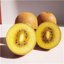 100-120g标准果黄心金艳猕猴桃新鲜水果奇异果批发果园直供
